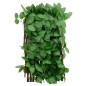 vidaXL Enrejado expandible hiedra artificial verde 5 uds 180x30 cm vidaXL Enrejado expandible hiedra artificial verde 5 uds 180x30 cm