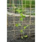 Nature Malla para plantas enredaderas yute natural 1,8x5 m Nature Malla para plantas enredaderas yute natural 1,8x5 m