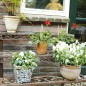 Esschert Design Soporte para plantas rectangular BPH33 Esschert Design Soporte para plantas rectangular BPH33
