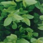 vidaXL Panel de valla de PVC verde 70x0,19 m vidaXL Panel de valla de PVC verde 70x0,19 m