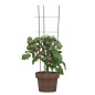 vidaXL Soportes plantas jardín con 3 anillas 5 uds acero verde 60 cm vidaXL Soportes plantas jardín con 3 anillas 5 uds acero verde 60 cm