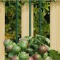 vidaXL Tutores para plantas de jardín 30 unidades acero verde 90 cm vidaXL Tutores para plantas de jardín 30 unidades acero verde 90 cm