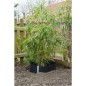 Nature Lona protectora de raíces HDPE negro 0,7x3 m Nature Lona protectora de raíces HDPE negro 0,7x3 m