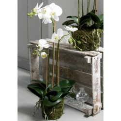Emerald Orquídea mariposa artificial 70 cm blanca