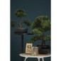 Emerald Mini bonsai artificial Ficus verde 47 cm 420006 Emerald Mini bonsai artificial Ficus verde 47 cm 420006
