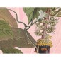 Komar Mural fotográfico Plantation 350x270 cm Komar Mural fotográfico Plantation 350x270 cm
