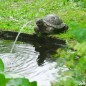 Ubbink Fuente de jardín con chorro y en forma de tortuga Ubbink Fuente de jardín con chorro y en forma de tortuga