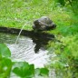 Ubbink Fuente de jardín con chorro y en forma de tortuga Ubbink Fuente de jardín con chorro y en forma de tortuga