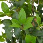 vidaXL Planta artificial árbol de laurel con macetero 150 cm verde vidaXL Planta artificial árbol de laurel con macetero 150 cm verde