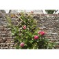 Nature Enrejado de jardín 45x180 cm bambú 6040720 Nature Enrejado de jardín 45x180 cm bambú 6040720