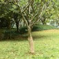 vidaXL Rollo de yute 0,5x50 m 100% yute 200 gsm vidaXL Rollo de yute 0,5x50 m 100% yute 200 gsm