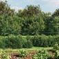 vidaXL Cerca de alambre verde 2,2x10 m vidaXL Cerca de alambre verde 2,2x10 m