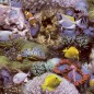 Noordwand Papel Good Vibes Coral and Tropical Fish amarillo morado Noordwand Papel Good Vibes Coral and Tropical Fish amarillo morado