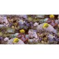 Noordwand Papel Good Vibes Coral and Tropical Fish amarillo morado Noordwand Papel Good Vibes Coral and Tropical Fish amarillo morado