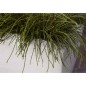Capi Jardinera rectangular Arc Granite marfil 90x35x40 cm Capi Jardinera rectangular Arc Granite marfil 90x35x40 cm