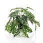 Emerald Arbusto artificial de Monstera Monkey en maceta 55 cm Emerald Arbusto artificial de Monstera Monkey en maceta 55 cm