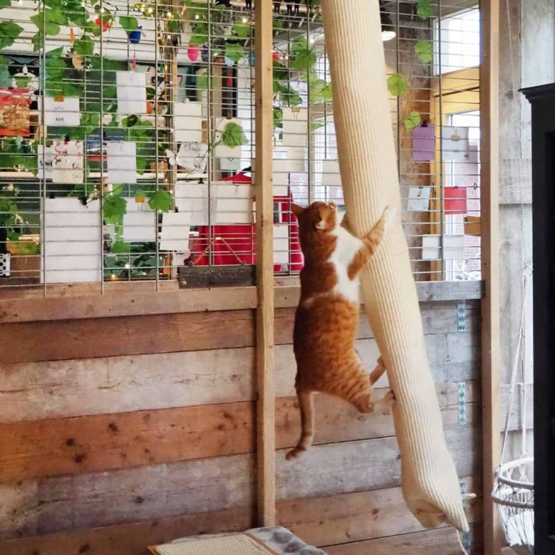 Quapas! Saco de escalada para gatos sisal 180 cm Quapas! Saco de escalada para gatos sisal 180 cm