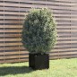 vidaXL Jardinera de madera maciza de pino negro 40x40x40 cm vidaXL Jardinera de madera maciza de pino negro 40x40x40 cm