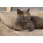 Scruffs & Tramps Cama para perros Kensington crema tamaño M 60x50 cm Scruffs & Tramps Cama para perros Kensington crema tamaño M 60x50 cm
