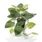 Emerald Arbusto artificial de Scindapsus en maceta 55 cm Emerald Arbusto artificial de Scindapsus en maceta 55 cm