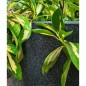 Capi Macetero Waste Smooth gris 43x41 cm Capi Macetero Waste Smooth gris 43x41 cm