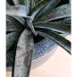 Capi Macetero Waste Smooth gris 43x41 cm Capi Macetero Waste Smooth gris 43x41 cm