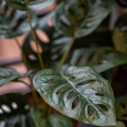 Emerald Arbusto artificial de Monstera Monkey en maceta 43 cm