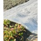Nature Cobertor para plantas transparente 3x4 m 200µ Nature Cobertor para plantas transparente 3x4 m 200µ