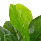 vidaXL Planta artificial ficus con macetero 90 cm verde vidaXL Planta artificial ficus con macetero 90 cm verde