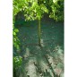 Nature Malla de recolección para fruta y hojas 4,3x4,3 m 6030451 Nature Malla de recolección para fruta y hojas 4,3x4,3 m 6030451