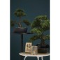 Esmeralda Bonsai cedro artificial verde 32 cm 420001 Esmeralda Bonsai cedro artificial verde 32 cm 420001