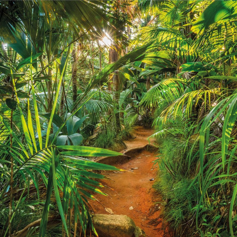 Komar Mural fotográfico Jungle Trail 368x254 cm Komar Mural fotográfico Jungle Trail 368x254 cm