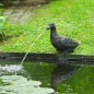 Ubbink Fuente de jardín con chorro y en forma de pato Ubbink Fuente de jardín con chorro y en forma de pato