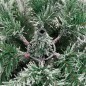vidaXL Árbol de Navidad artificial con bisagras y nieve flocada 240 cm vidaXL Árbol de Navidad artificial con bisagras y nieve flocada 240 cm