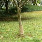 vidaXL Rollo de yute 0,25x5 m 100% yute 200 gsm vidaXL Rollo de yute 0,25x5 m 100% yute 200 gsm