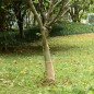 vidaXL Rollo de yute 0,25x100 m 100% yute 200 gsm vidaXL Rollo de yute 0,25x100 m 100% yute 200 gsm
