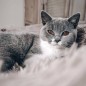DISTRICT70 Cama para mascotas FUZZ arena S DISTRICT70 Cama para mascotas FUZZ arena S