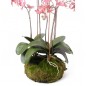 Emerald Orquídea artificial con musgo rosa 75 cm 417662 Emerald Orquídea artificial con musgo rosa 75 cm 417662