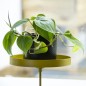 Esschert Design Bandeja para plantas con abrazadera redonda dorada M Esschert Design Bandeja para plantas con abrazadera redonda dorada M
