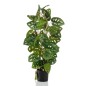 Emerald Monstera artificial Monkey en maceta 75 cm Emerald Monstera artificial Monkey en maceta 75 cm