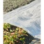 Nature Cobertor para plantas transparente 4x6 m 100µ Nature Cobertor para plantas transparente 4x6 m 100µ