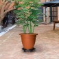 vidaXL Soporte con ruedas para plantas 5 uds negro diámetro 30cm 170kg vidaXL Soporte con ruedas para plantas 5 uds negro diámetro 30cm 170kg