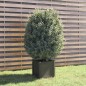 vidaXL Jardinera de madera maciza de pino gris 40x40x40 cm vidaXL Jardinera de madera maciza de pino gris 40x40x40 cm