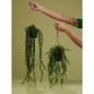 Emerald Ficus Pumila artificial colgante en maceta 60 cm Emerald Ficus Pumila artificial colgante en maceta 60 cm