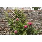 Nature Enrejado de jardín 70x180 cm bambú 6040721 Nature Enrejado de jardín 70x180 cm bambú 6040721