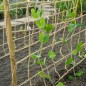 Nature Red de planta trepadora yute 1,8x5 m Nature Red de planta trepadora yute 1,8x5 m