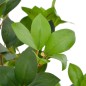 vidaXL Planta artificial árbol de laurel con macetero 90 cm verde vidaXL Planta artificial árbol de laurel con macetero 90 cm verde