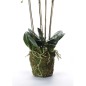 Emerald Orquídea artificial con musgo blanca 90 cm 20.355 Emerald Orquídea artificial con musgo blanca 90 cm 20.355