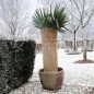 Nature funda protectora de paja de arroz para invierno 1x1,5 m 6030105 Nature funda protectora de paja de arroz para invierno 1x1,5 m 6030105