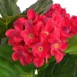 vidaXL Planta artificial hortensia con macetero 60 cm roja vidaXL Planta artificial hortensia con macetero 60 cm roja